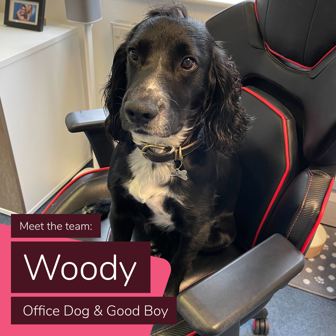 Meet the Team: Woody the Office Dog